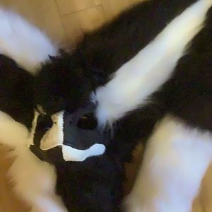 Black and white Dino mask fursuit with tail
